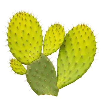 Extrakt stonku kaktusu (nopal) 10:1
