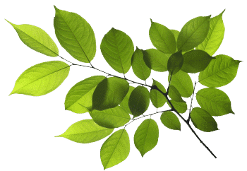 Extrakt z křídlatky