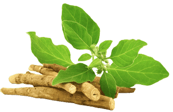 Extrakt z ašvagandy