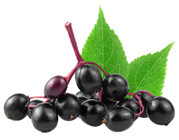 Extrakt z bezu černého