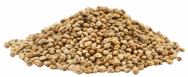Konopný protein