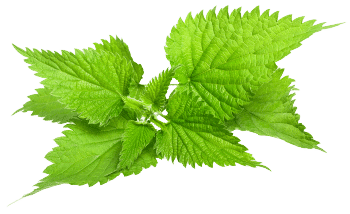 Extrakt z listů kopřivy