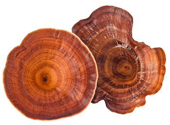 Houba reishi
