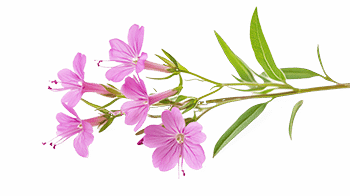 Extrakt z vrby obecné